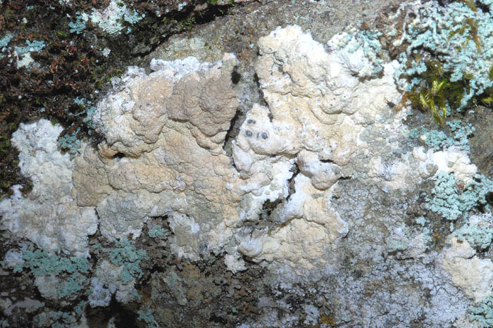 Licheni su  ofiolite da det.